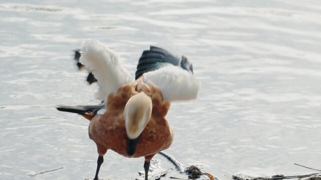 Ruddy shelduck by the shore flapping its wings. The duck is mainly brown and white in color. It stands at the edge of a lake flapping its wings. Beautiful scenery.
