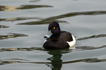 Fototapeta premium Tufted Duck (Aythya fuligula), a common diving duck found in Europe and Asia. 