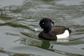 Fototapeta premium Tufted Duck (Aythya fuligula), a common diving duck found in Europe and Asia. 