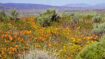 Fototapeten Mohnblumen Vibrant orange California poppy wildflowers blooming abundantly in a field at the Antelope Valley California Poppy Reserve during spring  © Dai