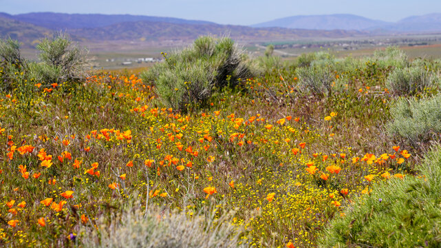 Vibrant orange California poppy wildflowers blooming abundantly in a field at the Antelope Valley California Poppy Reserve during spring