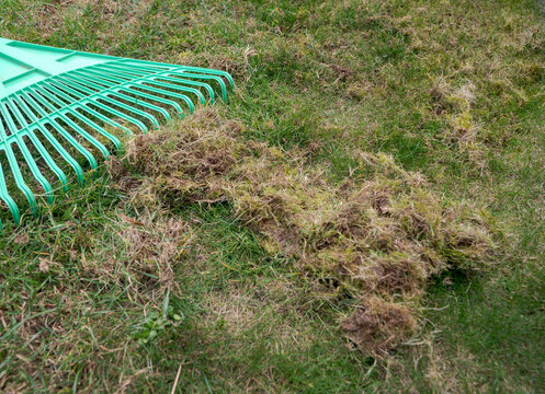 Spring lawn care with rake and removed moss and thatch pile on grass, extremely dirty and damaged lawn, garden maintenance and restoration concept.