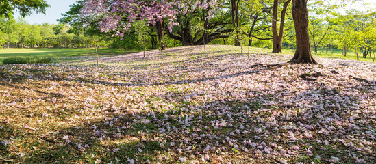 Fototapeta premium A mound is covered with fallen Tabebuia rosea flowers.