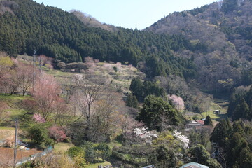 Obraz premium 神奈川県松田町寄（ﾔﾄﾞﾘｷ）の風景。桜咲く里。