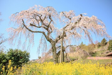 神奈川県松田町寄（ﾔﾄﾞﾘｷ）の風景。佐土原のしだれ桜 © onaka