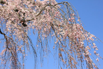 神奈川県松田町寄（ﾔﾄﾞﾘｷ）の風景。佐土原のしだれ桜 © onaka