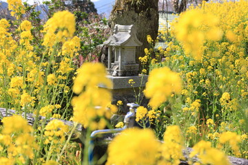 神奈川県松田町寄（ﾔﾄﾞﾘｷ）の風景。菜の花の中の祠。 © onaka