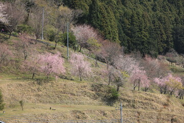 神奈川県松田町寄（ﾔﾄﾞﾘｷ）の風景。里山に咲く桜。 © onaka