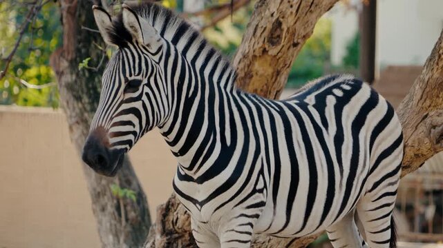 A beautiful zebra stands majestically near a tree in the zoo. Its black and white stripes create a striking pattern against the backdrop of the enclosure. The zebra exudes tranquility and grace,