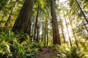Obraz premium Ancient Redwoods on Cathedral Trail, Prairie Creek Redwoods State Park, California
