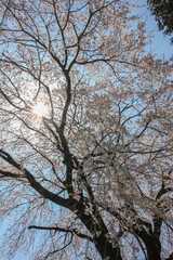Fototapeta premium 神奈川県松田町寄（ﾔﾄﾞﾘｷ）の風景。一本桜。