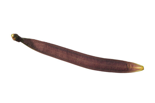 Long brown Oroxylum indicum seed pod.