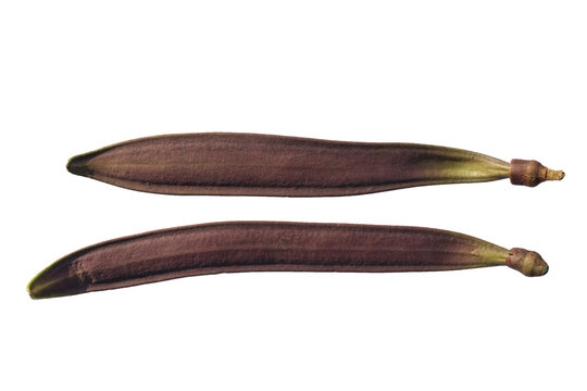 Long brown Oroxylum indicum seed pod.