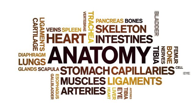 Anatomy animated word cloud-text design animation tag kinetic typography seamless loop.