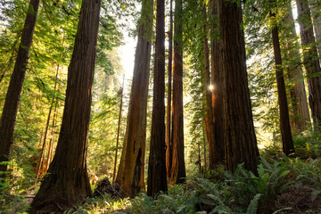 Fototapeta premium Sunset through the Redwood Trees, Cathedral Trail, Prairie Creek Redwoods State Park, California