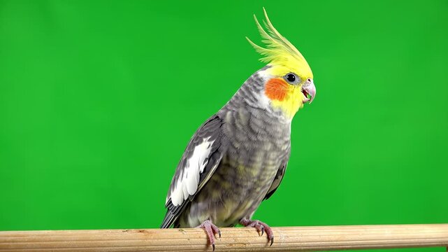 Cockatiel bird parrot with yellow crest, grey feather, orange cheek, pet animal, perched wooden branch, green background, cheerful expression, exotic avian domestic cute small wildlife, colorful