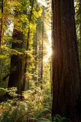 Obraz premium Sunset Glow on the Redwoods, Cathedral Trail, Prairie Creek Redwoods State Park, California