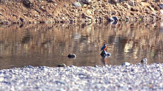Female Kingfisher flitting between river rocks during golden hour sunset.