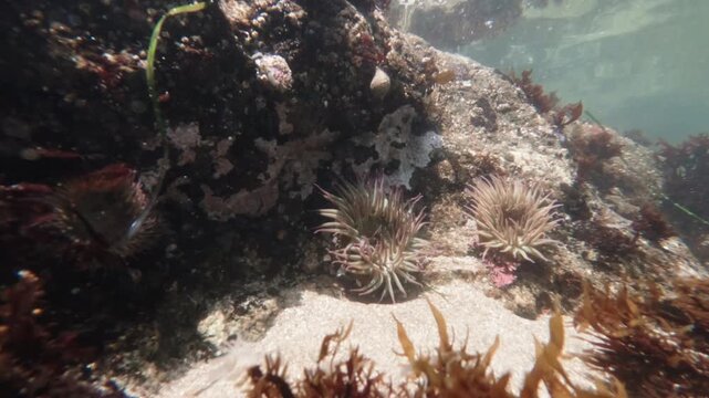 Sea anemones sway in a California tide pool
