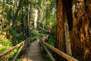 Obraz premium Bridge on the James Irvine Trail Redwoods, Prairie Creek Redwoods State Park, California