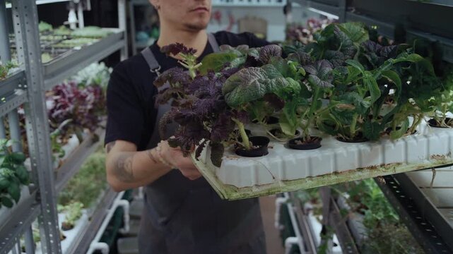 A young male farmer carefully places a tray filled with fresh, vibrant microgreens onto a shelf in a modern vertical farm laboratory. 
