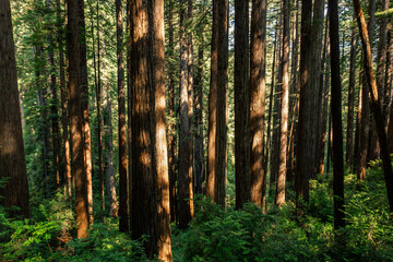 Fototapeta premium Morning Sunlight on the James Irvine Trail Redwoods, Prairie Creek Redwoods State Park, California