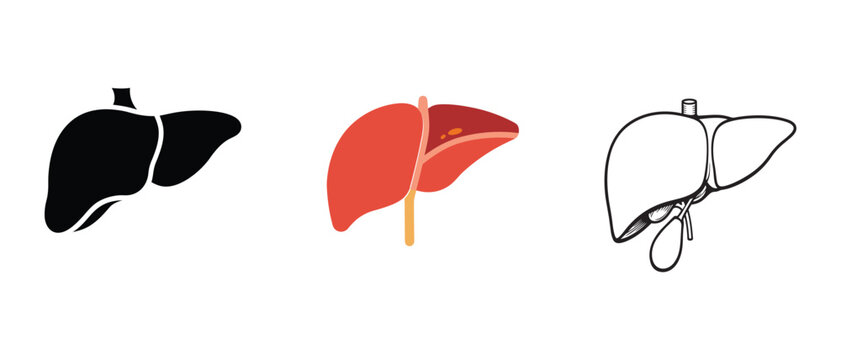 liver vector bundle 