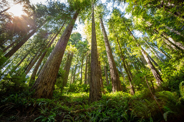 Fototapeta premium Sunrise of the Hills on the James Irvine Trail Redwoods, Prairie Creek Redwoods State Park, California