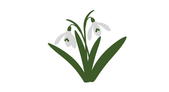 Delicate snowdrop flowers bloom with simple elegant form silhouette