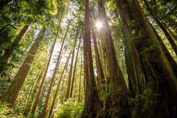Fototapeta premium Sunrise Between the Redwoods on the James Irvine Trail Redwoods, Prairie Creek Redwoods State Park, California