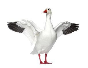 Obraz premium Tundra swan bird dynamic motion professional studio high resolution image