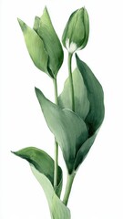 Obraz premium Two Green Tulip Buds Unfurling Petals Against A Clean White Background