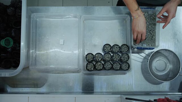 A top-down view captures a farmer's gloved hands carefully sowing tiny seeds into small pots filled with growing medium in a modern vertical farm.