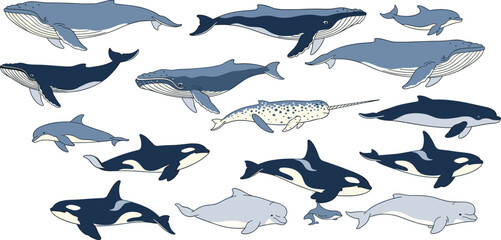 Whale marine animal illustration set, ocean wildlife collection, aquatic mammals diversity, sea life conservation concept, underwater fauna decorative design © LatifunNahar