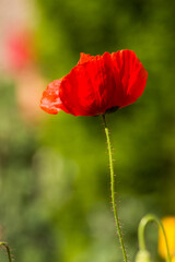 Naklejka premium Vibrant Floral Macro Closeup with soft Background
