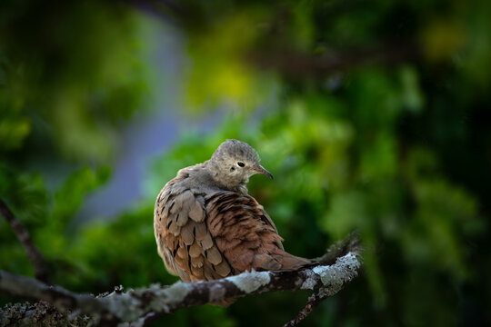 Ruddy Ground Dove Perched on a Branch in Brazil