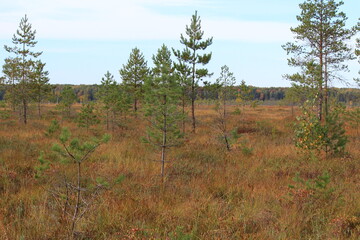Fototapeta premium A cranberry bog in a northeastern European forest on a sunny day in early autumn