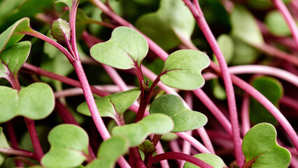 Fototapeta premium Growth of microgreens in closeup during daylight in a garden setting for healthy eating