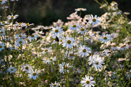White Daisy Flowers in evening light - Wando - Korea