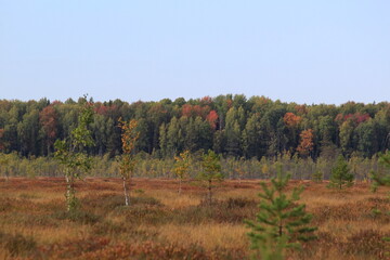 Fototapeta premium A swamp in a forest in northeastern Europe on a sunny day in early autumn