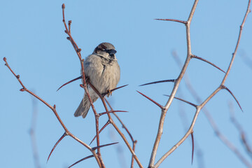 Fototapeta premium A bird is perched on a branch