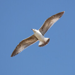 Obraz premium A seagull is flying in the sky. The bird is white and brown. The sky is blue