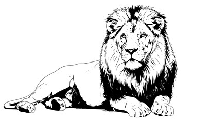 Realistic resting lion vector illustration detailed mane calm wild animal lying pose isolated on white background © MD JAHID