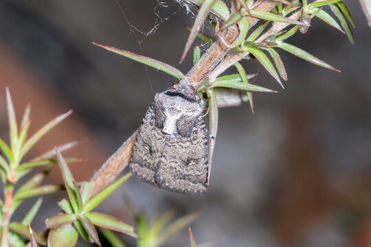Camouflaged noctuid moth resting on native plant branch