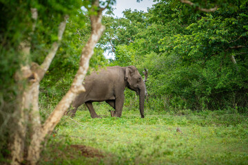 Fototapeta premium South Indian Elephant, wild tusker in forest Masinagudi Tamilnadu