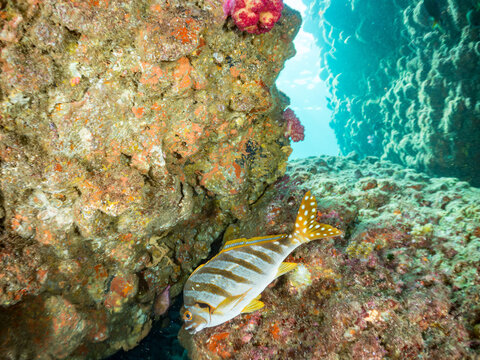 タカノハダイ,  タカノハダイ科,
英名学名：Flag Fish, Cheilodactylus zonatus,
他。
ヒリゾ浜南伊豆町中木
静岡県伊豆半島-2025
日本有数のシュノーケリングスポット。
夏の数カ月間だけ渡し船で行ける。
水質透明度魚影が素晴らしい。
