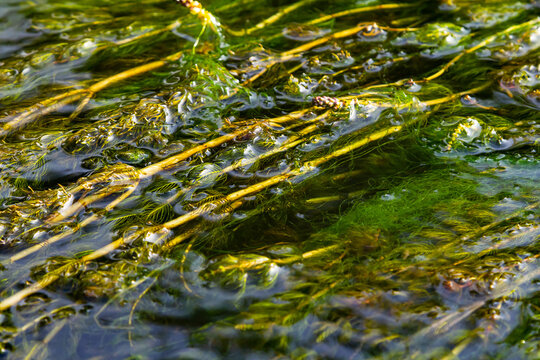 Ceratophyllum demersum aquatic plant in a stream