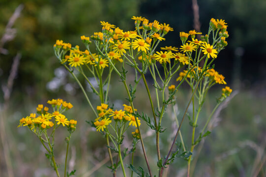 Wild plant Jacobaea vulgaris in the forest meadow. Known as ragwort, stinking Willie or tansy ragwort. Yellow delicate flower on a green background