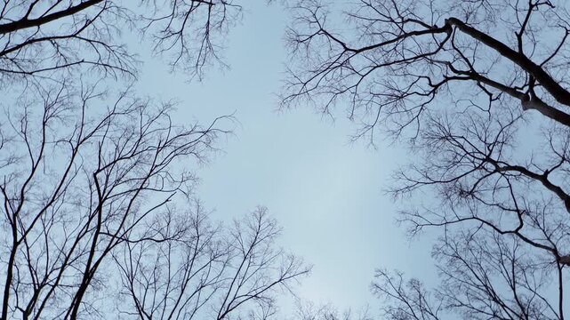 冬枯れの暗い雑木林で真上を見上げて360度回転する映像