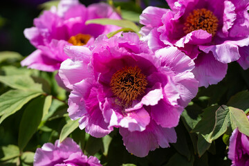 Obraz premium Pink peony flower blooming in spring garden background. Beautiful peony blossom with vibrant petals close up. Spring flower background with fresh peony. Blooming peony.